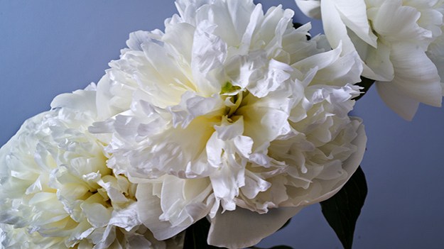 2016-07-21-three-peonies-001