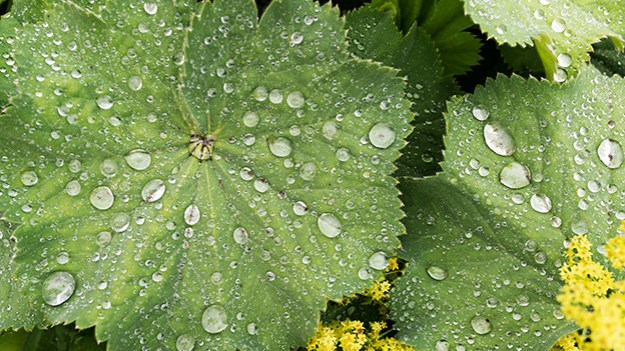 2016-07-28-raindrops-on-the-leaves-041