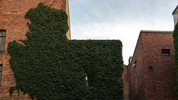 2016-08-06-leaves-on-the-wall-012