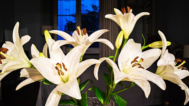 2016-08-07-lilies-part-two-010