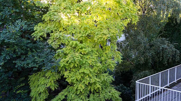 2016-09-30-green-backyard-004