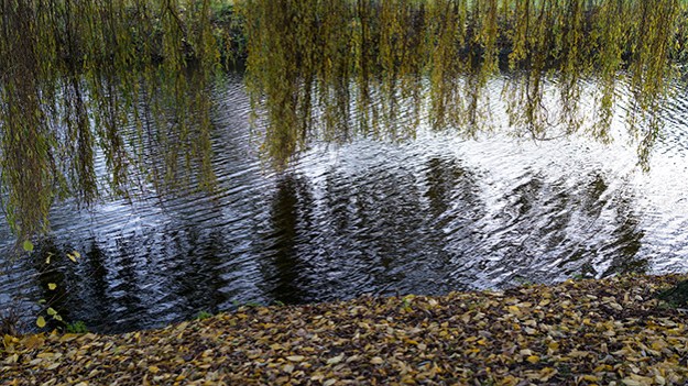 2016-11-24-branches-over-the-water-008