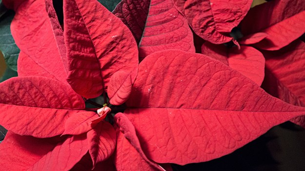 2017-01-01-poinsettia-010