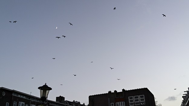 2017-01-04-birds-in-flight-023