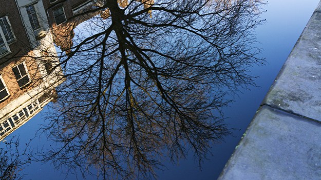 2017-01-16-reflection-of-a-tree-045