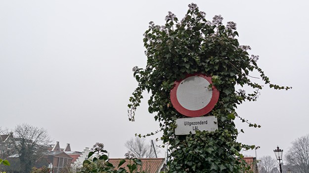 2017-01-23-traffic-sign-with-leaves-011