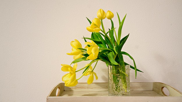 2017-01-29-yellow-tulips-010