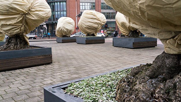 2017-02-08-wrapped-trees-033