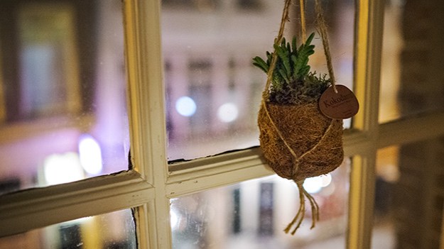 2017-02-19-hanging-plant-021