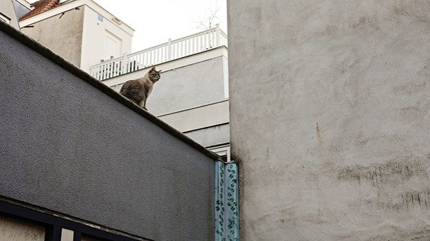 2017-02-21-cat-on-the-wall-016